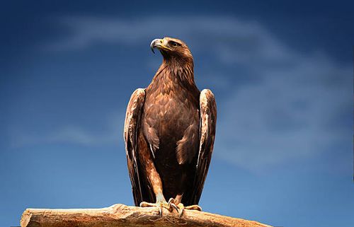 Golden Eagle